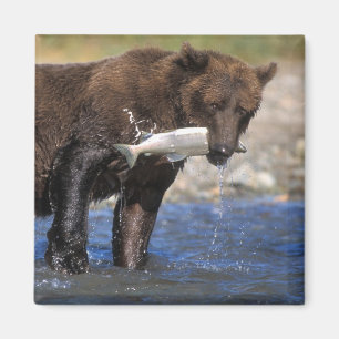 Brown bear, grizzly bear, with salmon catch, magnet