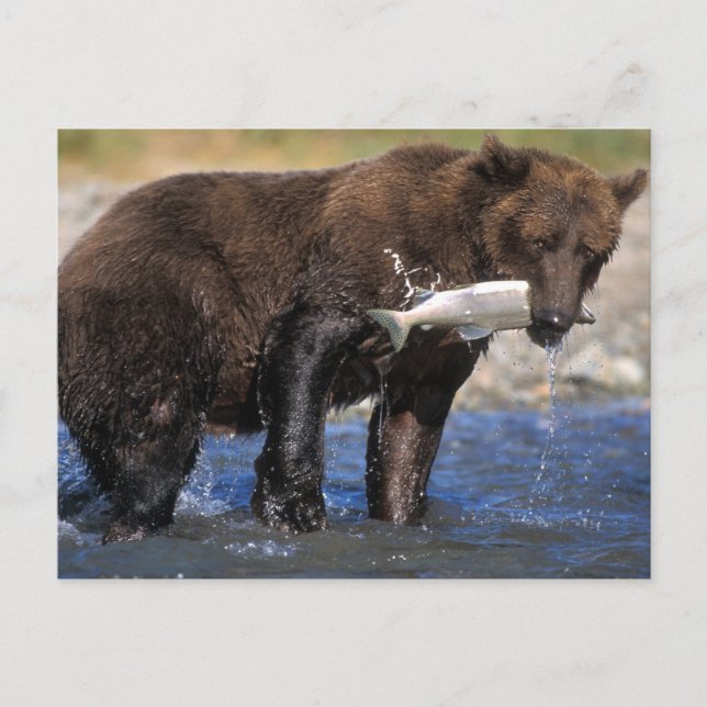 Brown bear, grizzly bear, with salmon catch, postcard (Front)
