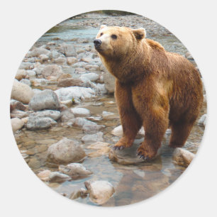 Brown Bear in Stream Classic Round Sticker