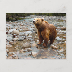 Brown Bear in Stream Postcard