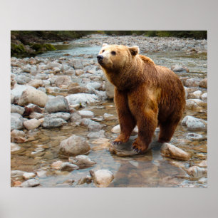 Brown Bear in Stream Poster