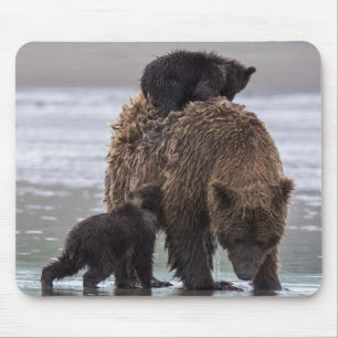 Brown Bear   Lake Clark National Park Mouse Mat