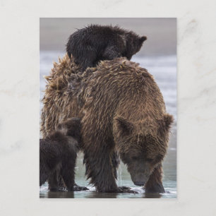 Brown Bear Lake Clark National Park Postcard