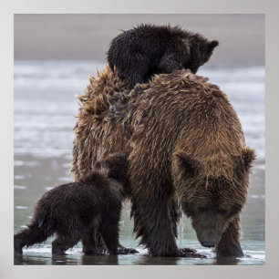 Brown Bear Lake Clark National Park Poster