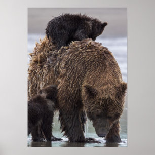 Brown Bear Lake Clark National Park Poster