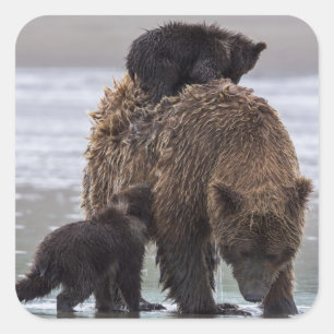 Brown Bear   Lake Clark National Park Square Sticker