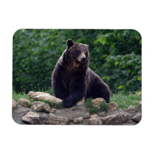 Brown bear magnet
