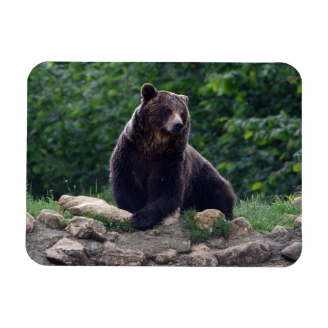 Brown bear magnet (Horizontal)