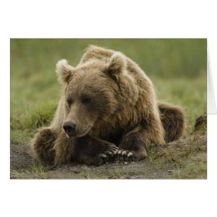 Brown bear, or Coastal Grizzly Bear, Ursus