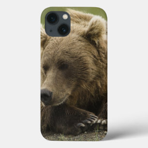 Brown bear, or Coastal Grizzly Bear, Ursus iPhone 13 Case