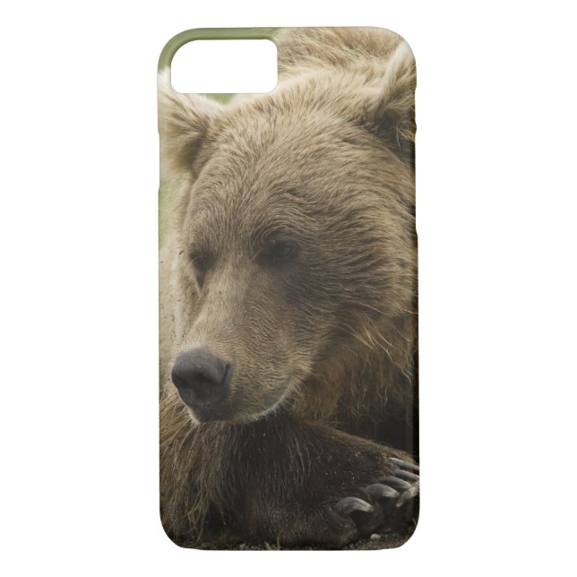 Brown bear, or Coastal Grizzly Bear, Ursus Case-Mate iPhone Case (Back)