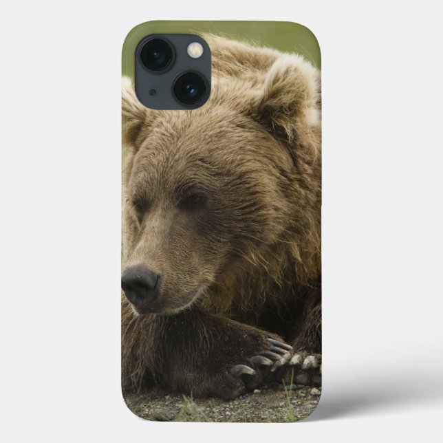 Brown bear, or Coastal Grizzly Bear, Ursus Case-Mate iPhone Case (Back)