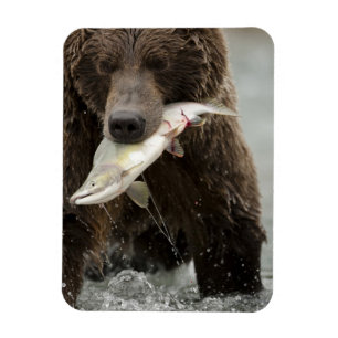 Brown bear, or Coastal Grizzly Bear, Ursus Magnet