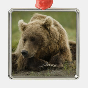 Brown bear, or Coastal Grizzly Bear, Ursus Metal Tree Decoration
