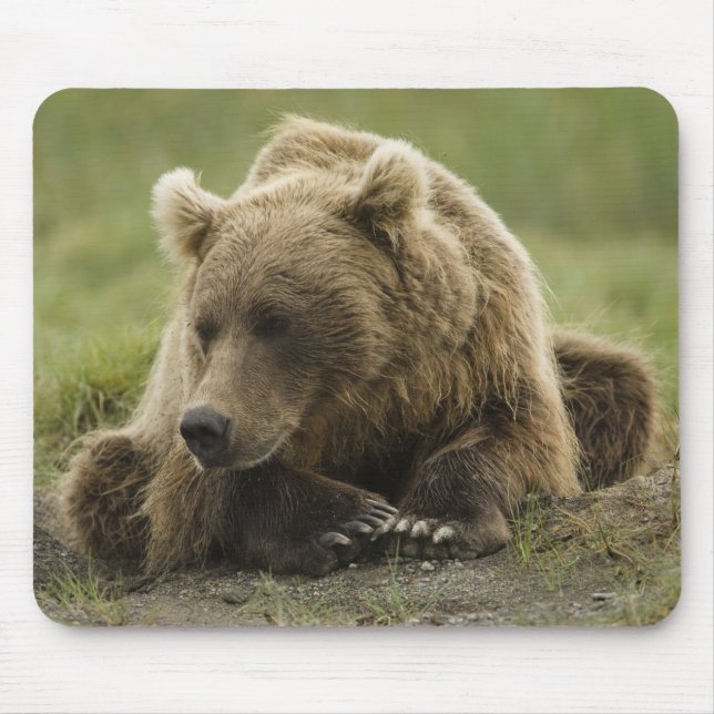 Brown bear, or Coastal Grizzly Bear, Ursus Mouse Mat (Front)
