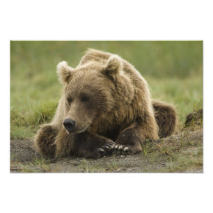 Brown bear, or Coastal Grizzly Bear, Ursus Photo Print