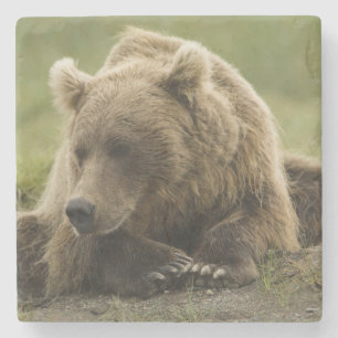 Brown bear, or Coastal Grizzly Bear, Ursus Stone Coaster