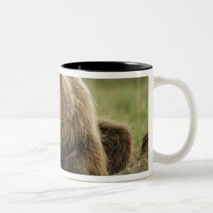 Brown bear, or Coastal Grizzly Bear, Ursus Two-Tone Coffee Mug
