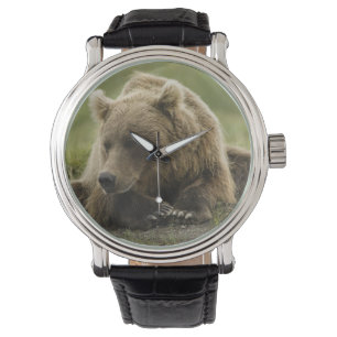Brown bear, or Coastal Grizzly Bear, Ursus Watch