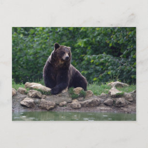 Brown bear postcard