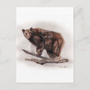 Brown Bear Postcard