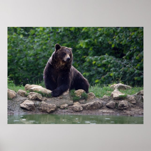 Brown bear poster (Front)