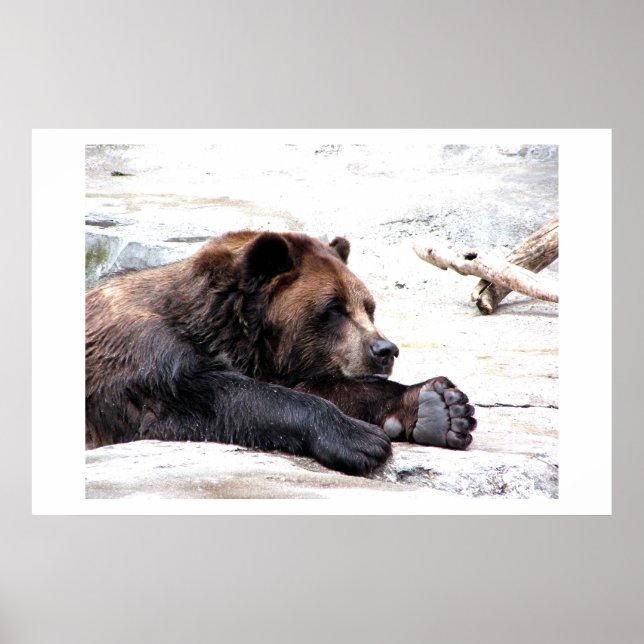 Brown Bear Poster (Front)