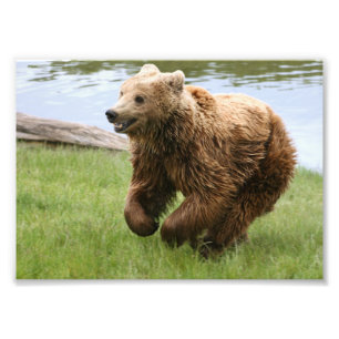 Brown Bear Running Photo Print