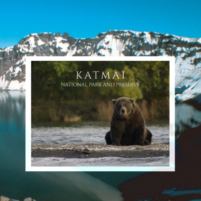 Brown Bear Sits in Brooks River, Katmai NPP. AK Postcard (Creator Uploaded)
