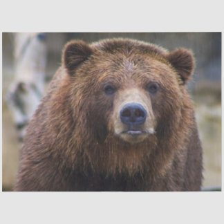 Brown Bear  Tissue Paper