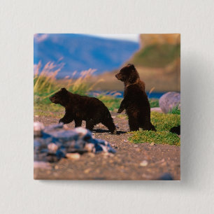 Brown Bear, Ursus arctos, Alaska Peninsula, 15 Cm Square Badge