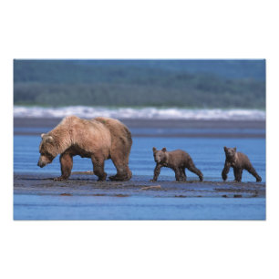 Brown Bear, Ursus arctos, Alaska Peninsula, 2 Photo Print