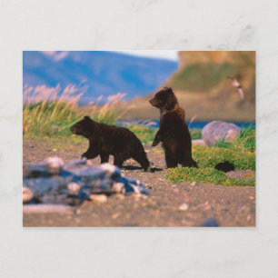 Brown Bear, Ursus arctos, Alaska Peninsula, Postcard