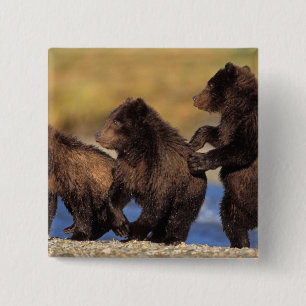brown bear, Ursus arctos, grizzly bear, Ursus 15 Cm Square Badge
