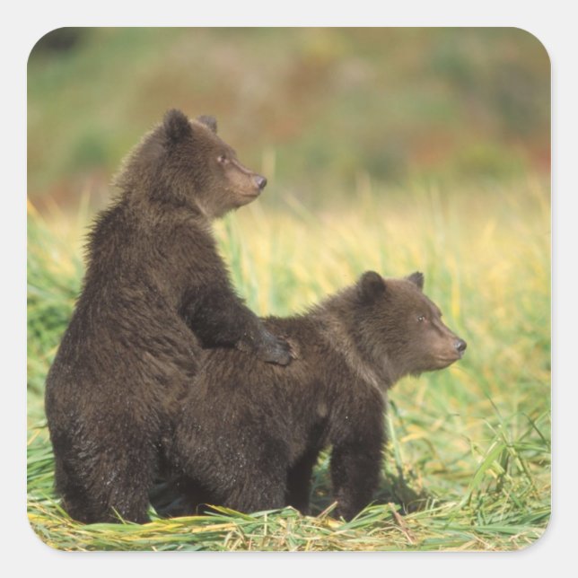 brown bear, Ursus arctos, grizzly bear, Ursus 2 Square Sticker (Front)