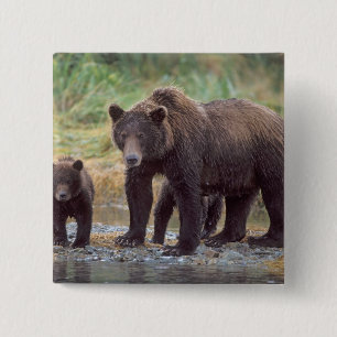 brown bear, Ursus arctos, grizzly bear, Ursus 3 15 Cm Square Badge