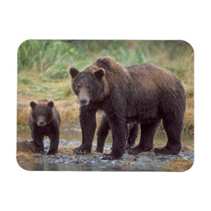 brown bear, Ursus arctos, grizzly bear, Ursus 3 Magnet