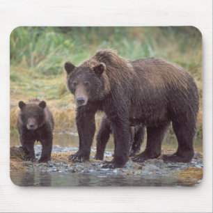 brown bear, Ursus arctos, grizzly bear, Ursus 3 Mouse Mat