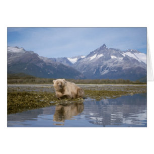 brown bear, Ursus arctos, grizzly bear, Ursus 4
