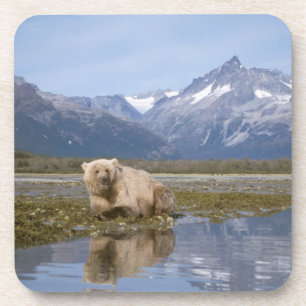 brown bear, Ursus arctos, grizzly bear, Ursus 4 Coaster