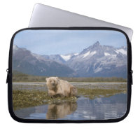 brown bear, Ursus arctos, grizzly bear, Ursus 4