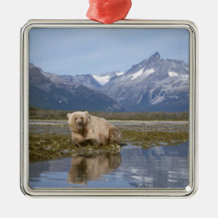 brown bear, Ursus arctos, grizzly bear, Ursus 4 Metal Tree Decoration