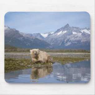 brown bear, Ursus arctos, grizzly bear, Ursus 4 Mouse Mat