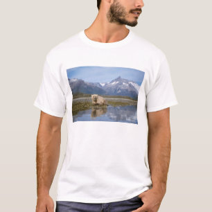 brown bear, Ursus arctos, grizzly bear, Ursus 4 T-Shirt