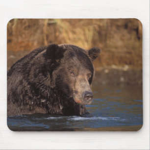 brown bear, Ursus arctos, grizzly bear, Ursus 5 Mouse Mat