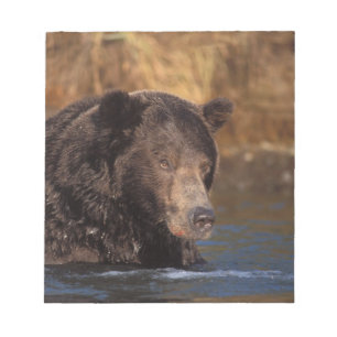 brown bear, Ursus arctos, grizzly bear, Ursus 5 Notepad