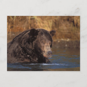 brown bear, Ursus arctos, grizzly bear, Ursus 5 Postcard