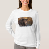 brown bear, Ursus arctos, grizzly bear, Ursus 5