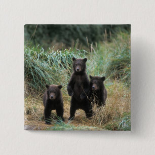 brown bear, Ursus arctos, grizzly bear, Ursus 7 15 Cm Square Badge