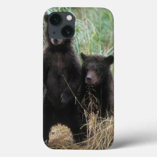 brown bear, Ursus arctos, grizzly bear, Ursus 7 2 Case-Mate iPhone Case (Back)